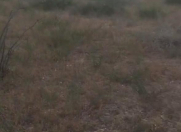 Satılır 24 sot torpaq Pirşağı