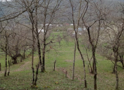 Satılır 31 sot torpaq Zaqatala