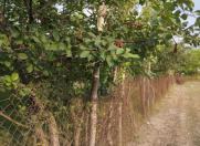 Satılır 20 sot torpaq Quba