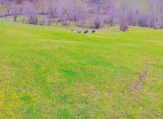 Satılır 12 sot torpaq Lerik