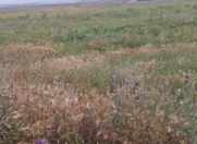 Satılır 6 sot torpaq Məhəmmədli