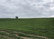 Satılır 257 sot torpaq Quba