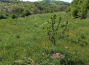 Satılır 10 sot torpaq Quba