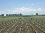 Satılır 3100 sot torpaq Bərdə