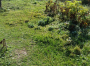 Satılır 14 sot torpaq Quba