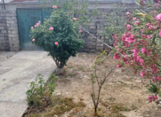 Satılır 3 otaqlı 100 m2 həyət evi Zabrat 2