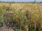 Satılır 600 sot torpaq Ağdaş