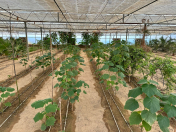 Satılır 7 otaqlı 1500 m2 obyekt Türkan