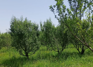 Satılır 3 sot torpaq Göyçay