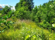 Satılır 16 sot torpaq Masallı