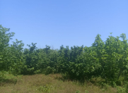 Satılır 17 sot torpaq Xaçmaz