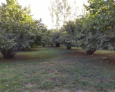 Satılır 28 sot torpaq Qəbələ