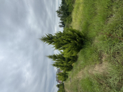 Satılır 6 otaqlı 200 m2 həyət evi Lənkəran