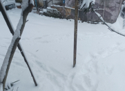 Satılır 3 otaqlı 3000 m2 həyət evi Lənkəran