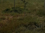 Satılır 8 sot torpaq Masazır