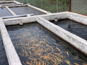 Satılır 20 otaqlı 400 m2 bağ evi Şəki