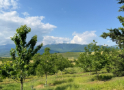 Satılır 10 sot torpaq İsmayıllı