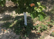 Satılır 5 sot torpaq Albalı