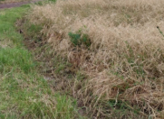 Satılır 30 sot torpaq Tovuz