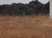 Satılır 4.5 sot torpaq Y.Suraxanı