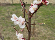 Satılır 8 sot torpaq Novxanı