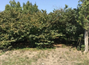 Satılır 20 sot torpaq Xaçmaz