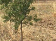 Satılır 400 sot torpaq Şamaxı