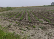 Satılır 300 sot torpaq Şəmkir