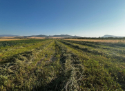 Satılır 100 sot torpaq Şabran