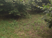 Satılır 15 sot torpaq Qəbələ