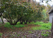 Satılır 30 sot torpaq Qəbələ