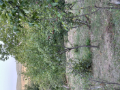 Satılır 20 sot torpaq Şirvan