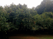 Satılır 16 sot torpaq Qəbələ