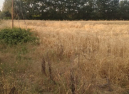 Satılır 186 sot torpaq Xaçmaz