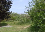 Satılır 1 otaqlı 6.3 m2 bağ evi Albalı