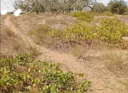 Satılır 12 sot torpaq Sea Breeze Resort