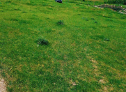 Satılır 8 sot torpaq Göygöl