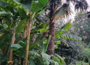 İcarəyə verilir 3 otaqlı 100 m2 bağ evi Mingəçevir