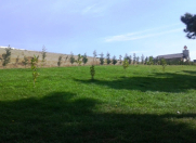 Satılır 10 sot torpaq Saray