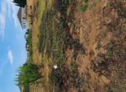 Satılır 10.8 sot torpaq Novxanı