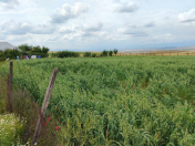 Satılır 12 sot torpaq İsmayıllı