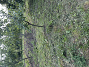 Satılır 12 sot torpaq İsmayıllı