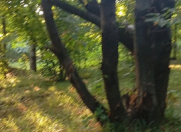 Satılır 27 sot torpaq Qəbələ