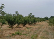 Satılır 127 sot torpaq Xaçmaz