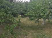 Satılır 45 sot torpaq Şamaxı