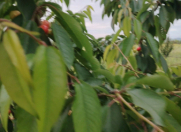 Satılır 51 sot torpaq Quba