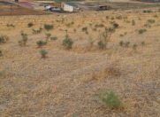 Satılır 10 sot torpaq Saray