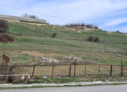 Satılır 24 sot torpaq Şamaxı