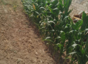 Satılır 3 sot torpaq Güzdək