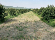 Satılır 500 sot torpaq Qəbələ